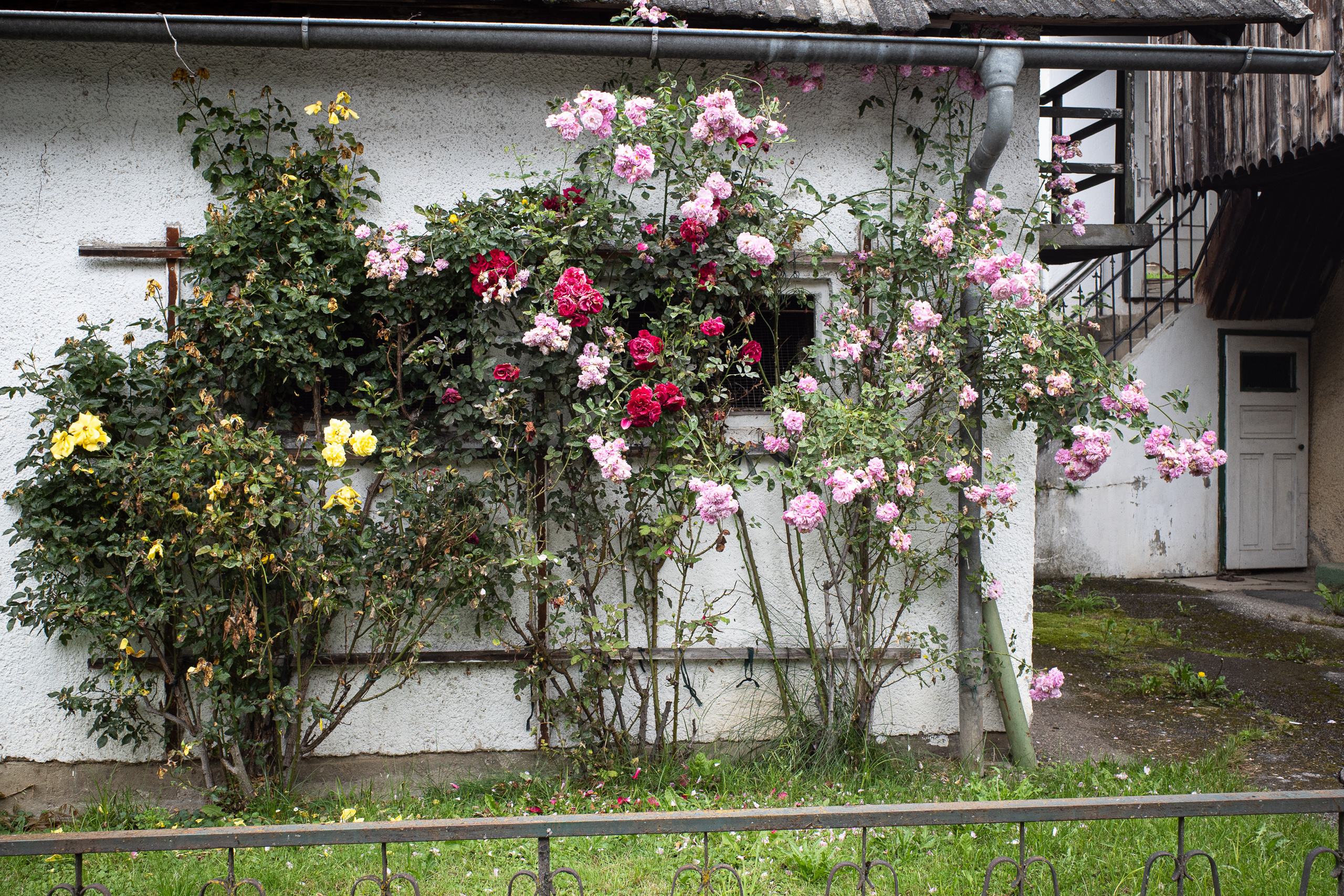 Kletterrosen in Rosa, Rot und Gelb über der ganzen Hauswand